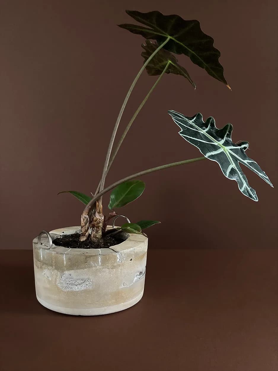 Concrete Planter #7 — a hand-formed concrete vessel with D-rings, planted