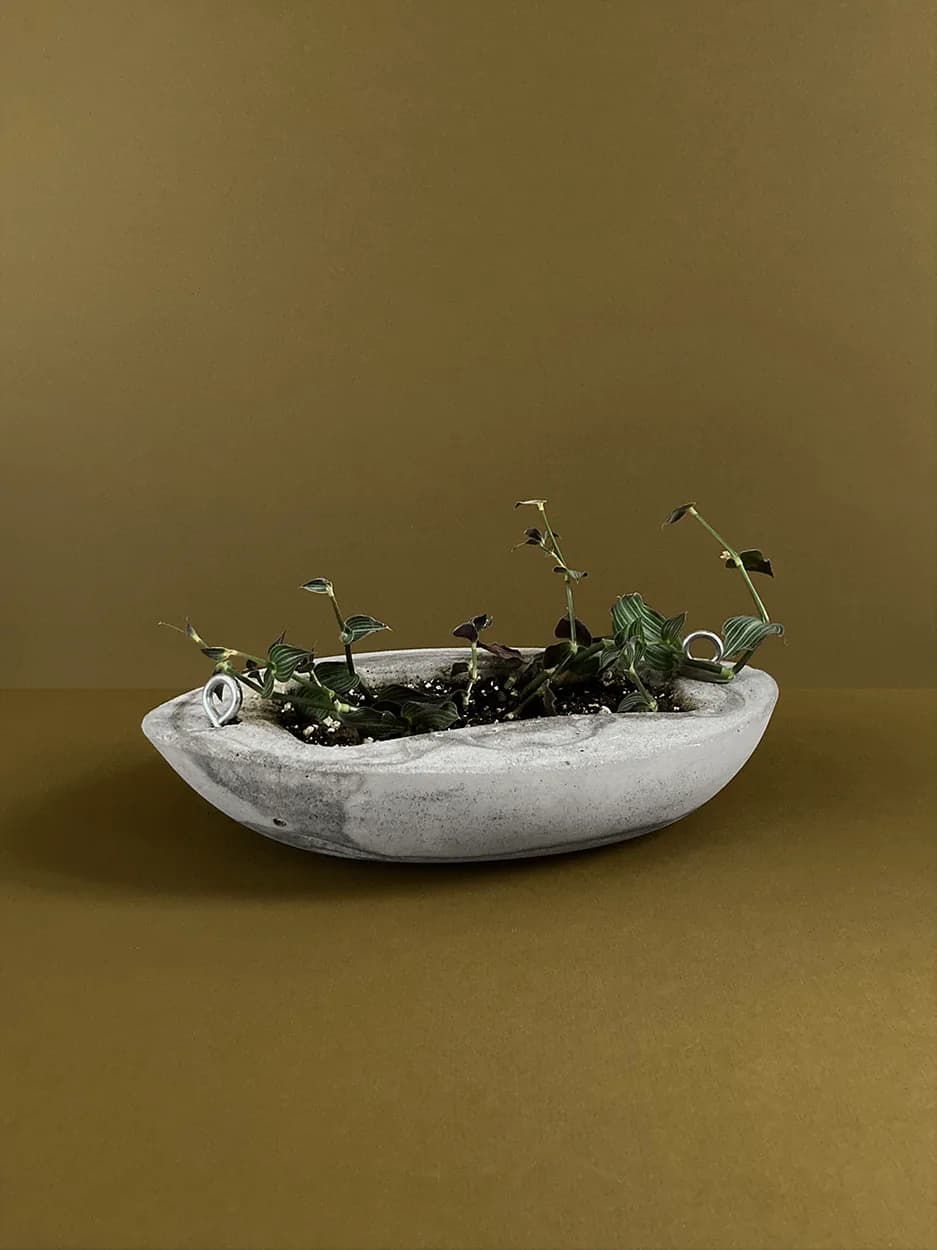 Concrete Planter #6 — a low oval concrete trough with ring pulls, planted